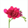 Freesia 15 Bulbs - Fragrant Double Pink By Easy To Grow Bulbs
