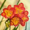 Freesia 15 Bulbs - Single Bicolor By Easy To Grow Bulbs