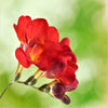 Freesia 15 Bulbs - Single Bicolor By Easy To Grow Bulbs