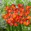 Freesia 15 Bulbs - Single Bicolor By Easy To Grow Bulbs