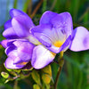 Freesia 15 Bulbs - Single Blue By Easy To Grow Bulbs