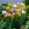 Freesia 15 Bulbs- Singles Mix By Easy To Grow Bulbs