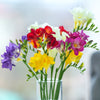 Freesia 15 Bulbs- Singles Mix By Easy To Grow Bulbs