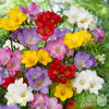 Freesia 15 Bulbs- Singles Mix By Easy To Grow Bulbs