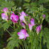 Freesia 15 Bulbs - Fragrant Single Pink By Easy To Grow Bulbs