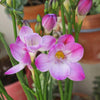 Freesia 15 Bulbs - Fragrant Single Pink By Easy To Grow Bulbs