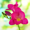 Freesia 15 Bulbs - Fragrant Single Pink By Easy To Grow Bulbs