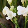 Freesia 15 Bulbs - Fragrant Single White By Easy To Grow Bulbs