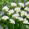 Freesia 15 Bulbs - Fragrant Single White By Easy To Grow Bulbs