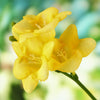 Freesia 15 Bulbs - Fragrant Single Yellow By Easy To Grow Bulbs