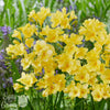 Freesia 15 Bulbs - Fragrant Single Yellow By Easy To Grow Bulbs