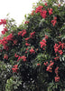 Litchi chinensis, Lychee 'Mauritius' Tropical Fruit Tree - Live Plant