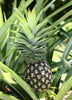 Sugar Loaf Pineapple Fruit Plant