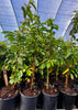 Annona muricata, Soursop Fruit Tree - Live Plant