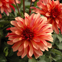 Dahlia Bulbs - Gallery Art Deco By Easy To Grow Bulbs