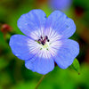 Geranium Tapestry Mix 6 Bareroots (Perennial Hardy Cranesbill)