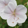Geranium Tapestry Mix 6 Bareroots (Perennial Hardy Cranesbill)