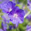 Geranium Tapestry Mix 6 Bareroots (Perennial Hardy Cranesbill)