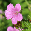 Geranium Tapestry Mix 6 Bareroots (Perennial Hardy Cranesbill)