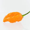 Ghorpion Peach Pepper Seeds, Garden Vegetables 650,000 SHUs