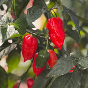 Ghost Pepper Seeds, Heat Lovers! Garden Vegetables