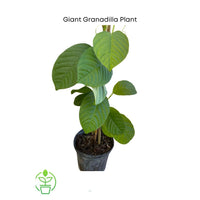 Passiflora quadrangularis Vine, Giant Granadilla Passion Fruit - Live Plant