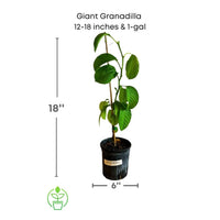 Passiflora quadrangularis Vine, Giant Granadilla Passion Fruit - Live Plant