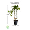 Passiflora quadrangularis Vine, Giant Granadilla Passion Fruit - Live Plant