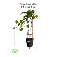 Passiflora quadrangularis Vine, Giant Granadilla Passion Fruit - Live Plant