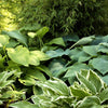 Hosta - Giants Collection - 9 Live Roots