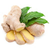 Zingiber Officinale Ginger, Live Plant For Culinary and Medicinal Uses