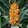 Ginger 3 Tubers - Aurantiacum (Fragrant) By Easy To Grow Bulbs