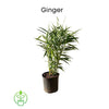 Zingiber Officinale Ginger, Live Plant For Culinary and Medicinal Uses