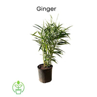 Zingiber Officinale Ginger, Live Plant For Culinary and Medicinal Uses