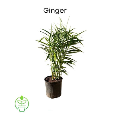 Zingiber Officinale Ginger, Live Plant For Culinary and Medicinal Uses