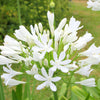 Agapanthus - Glacier Stream - 1 Bareroot