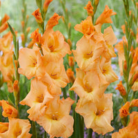 Gladiolus 10 Bulbs - Arcadia By Easy To Grow Bulbs