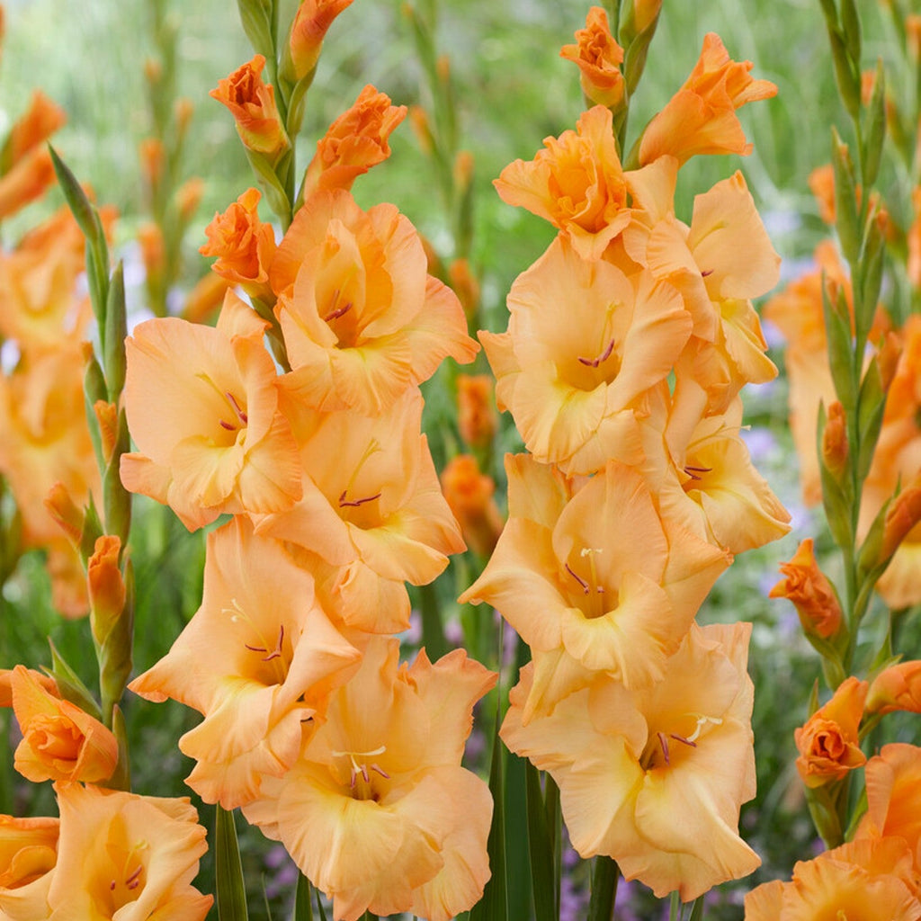 Gladiolus 10 Bulbs - Arcadia By Easy To Grow Bulbs