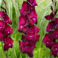 Gladiolus Bulbs - Ravel By Easy To Grow Bulbs