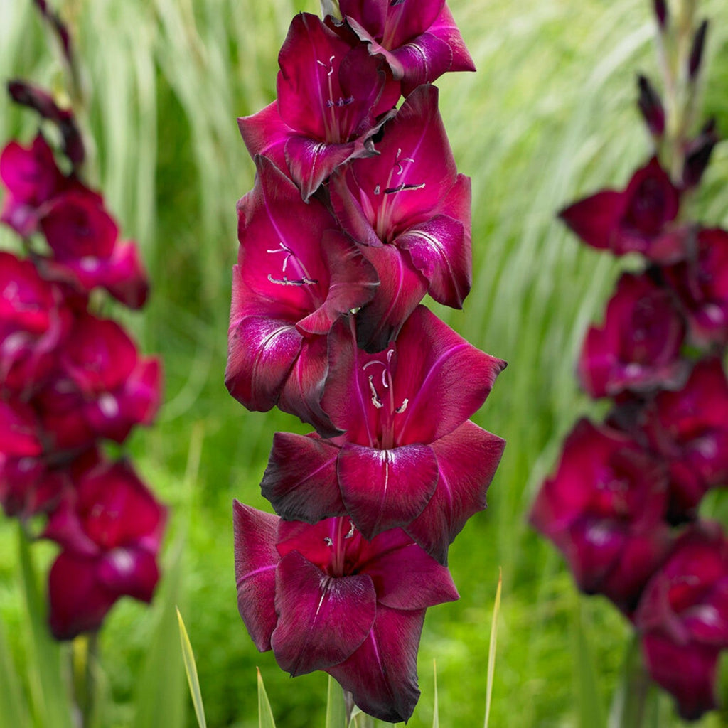 Gladiolus Bulbs - Ravel By Easy To Grow Bulbs