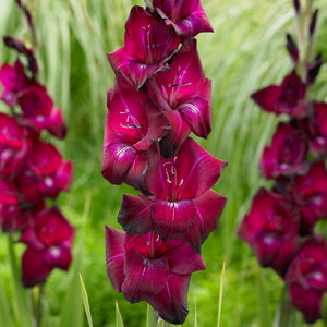 Gladiolus Bulbs - Ravel By Easy To Grow Bulbs