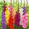 Gladiolus 40 Bulbs - Artistic Arrangers Mix By Easy To Grow Bulbs
