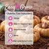 Gladiolus 10 Bulbs - Pink Pearl By Easy To Grow Bulbs