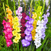 Gladiolus 40 Bulbs - Artistic Arrangers Mix By Easy To Grow Bulbs
