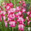 Gladiolus 10 Bulbs - Pink Pearl By Easy To Grow Bulbs