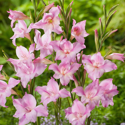 Gladiolus Bulbs - Charming Lady By Easy To Grow Bulbs