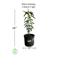 Mangifera indica 'Glenn' Mango Tree, Grafted Live Fruit Plant