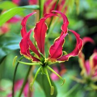 Gloriosa Bulbs - Rothschildiana By Easy To Grow Bulbs