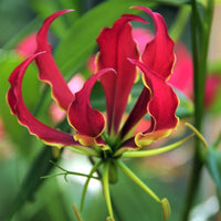 Gloriosa Bulbs - Rothschildiana By Easy To Grow Bulbs