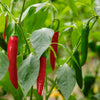 Gochujang King Hot Korean Hybrid Pepper Seeds, Stir Fry Garden Vegetables